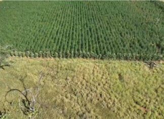 Polícia Erradica 300 Mil Pés De Maconha No Interior Da Bahia