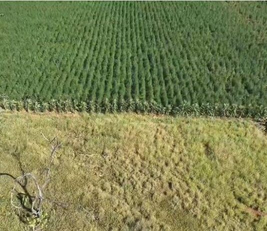 Polícia Erradica 300 Mil Pés De Maconha No Interior Da Bahia