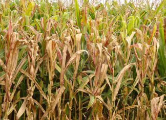 Praga do milho provoca prejuízo de R$ 33,6 bilhões por ano