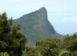 Estudo mostra o impacto das jaqueiras na Mata Atlântica