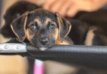 Salvador Promove Dia D Da Vacinação Antirrábica Para Cães E Gatos Neste Fim De Semana