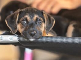 Salvador Promove Dia D Da Vacinação Antirrábica Para Cães E Gatos Neste Fim De Semana