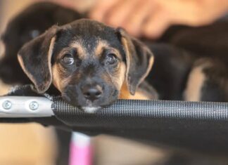 Lei Define Guarda Compartilhada De Animais