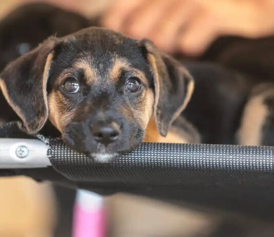 Salvador Promove Dia D Da Vacinação Antirrábica Para Cães E Gatos Neste Fim De Semana