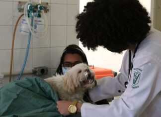 Agricultura recebe sugestões para genéricos de uso veterinário
