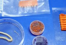 Embrapa produz em laboratório salmão, caviar e anéis de lula veganos