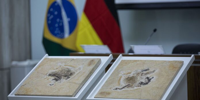 Brasil quer recuperar dinossauros e patrimônios espalhados por 14 país
