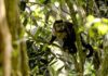 Em SP, povos e comunidades lançam aliança em Defesa da Mata Atlântica