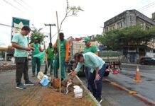 Prefeitura Replanta árvores Em área Alvo De Vandalismo No Comércio