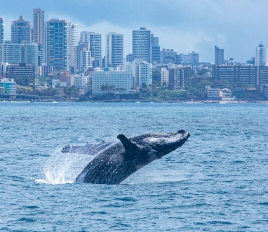 Temporada Das Baleias Movimenta Turismo De Observação Em Salvador