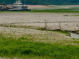 Amazônia apresenta sinais de adaptação às mudanças climáticas