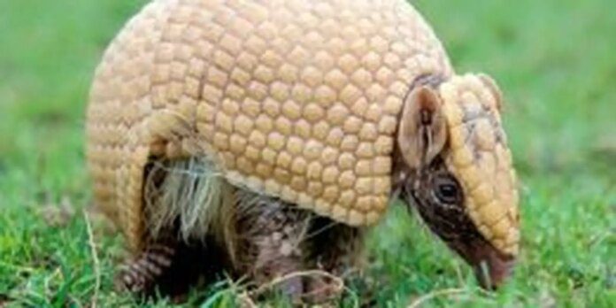 tatu-bola_-_mma.jpg