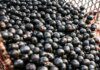 China facilita exportação de polpas e frutas congeladas brasileiras