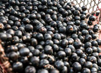 China facilita exportação de polpas e frutas congeladas brasileiras