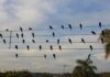 Foto de pássaros em fios elétricos vira sinfonia premiada em Cannes