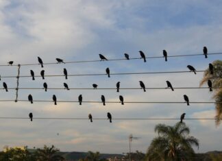 Foto de pássaros em fios elétricos vira sinfonia premiada em Cannes