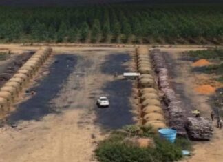Ação Do MP Identifica Mais De 200 Hectares De Desmatamento Ilegal Na Bahia