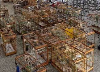 Torneio Irregular De Pássaros Termina Com 95 Aves Apreendidas Em Salvador