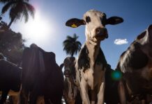 Parceiro estratégico, Marrocos suspende tarifa de importação de carnes
