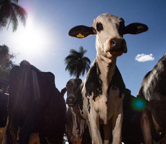 Parceiro estratégico, Marrocos suspende tarifa de importação de carnes