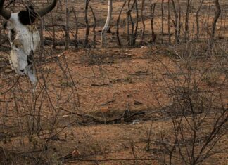 COP 17 sobre desertificação inicia na Mongólia