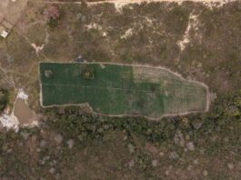 PF Deflagra Operação Contra Cultivo Ilegal De Maconha E Bloqueia R$ 50 Milhões De Investigados
