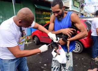 Salvador Tem Postos Volantes De Vacinação Antirrábica Neste Fim De Semana