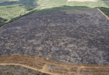 Fiscalização Identifica 205 Hectares De Desmatamento Ilegal Na Bahia