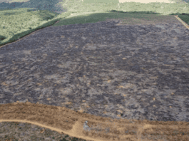 Fiscalização Identifica 205 Hectares De Desmatamento Ilegal Na Bahia