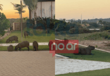 Jardim Diferenciado? Capivaras São Flagradas Em Condomínio De Luxo Na Bahia