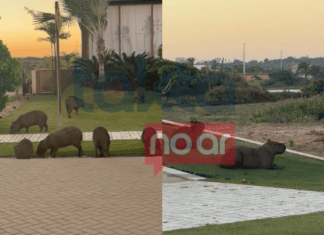 Jardim Diferenciado? Capivaras São Flagradas Em Condomínio De Luxo Na Bahia