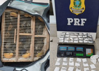 PRF Resgata 17 Aves Silvestres E Apreende 146g De Cocaína Em ônibus Na Bahia