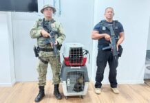 Suspeito De Contrabando De Macacos-prego é Detido Em Salvador