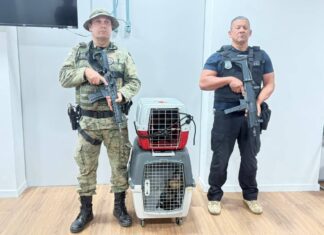 Suspeito De Contrabando De Macacos-prego é Detido Em Salvador