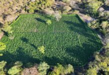 35 Mil Pés De Maconha São Encontrados E Destruídos Em área De Mata Na Bahia