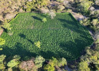 35 Mil Pés De Maconha São Encontrados E Destruídos Em área De Mata Na Bahia