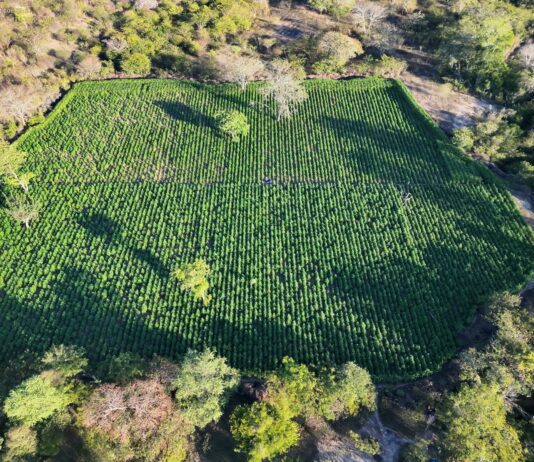 35 Mil Pés De Maconha São Encontrados E Destruídos Em área De Mata Na Bahia
