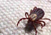 SP registra 18 mortes por febre maculosa em 19 casos confirmados
