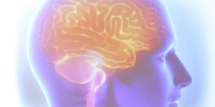 cerebro.jpg