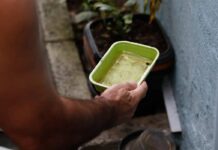 Foco De Dengue? Veja Quais Regiões De Salvador Concentram Mais Focos Do Aedes Aegypti