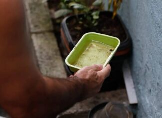 Foco De Dengue? Veja Quais Regiões De Salvador Concentram Mais Focos Do Aedes Aegypti