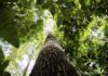 Falta de água pode prejudicar mais as plantas do que o calor