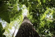 Falta de água pode prejudicar mais as plantas do que o calor