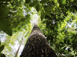 Falta de água pode prejudicar mais as plantas do que o calor