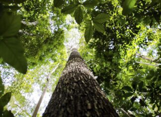 Falta de água pode prejudicar mais as plantas do que o calor