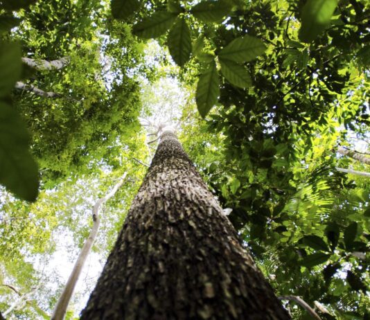 Falta de água pode prejudicar mais as plantas do que o calor