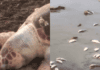 Peixes Mortos Voltam A Aparecer Em Praia De Saubara E Preocupam Moradores