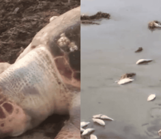 Peixes Mortos Voltam A Aparecer Em Praia De Saubara E Preocupam Moradores