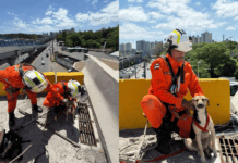 VÍDEO: Cachorro é Resgatado Após Ficar Preso Em Viaduto Na Avenida ACM