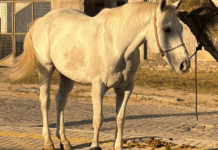 Cavalo De R$ 100 Mil é Localizado Após Suspeitos Negociarem Animal Na Bahia